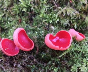 Scarlet Elf cup