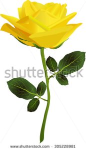 stock-vector-yellow-rose-on-a-white-background-vector-305228981