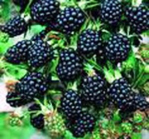 Blackberries