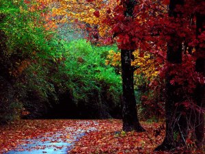 autumn-wallpaper-widescreen-3